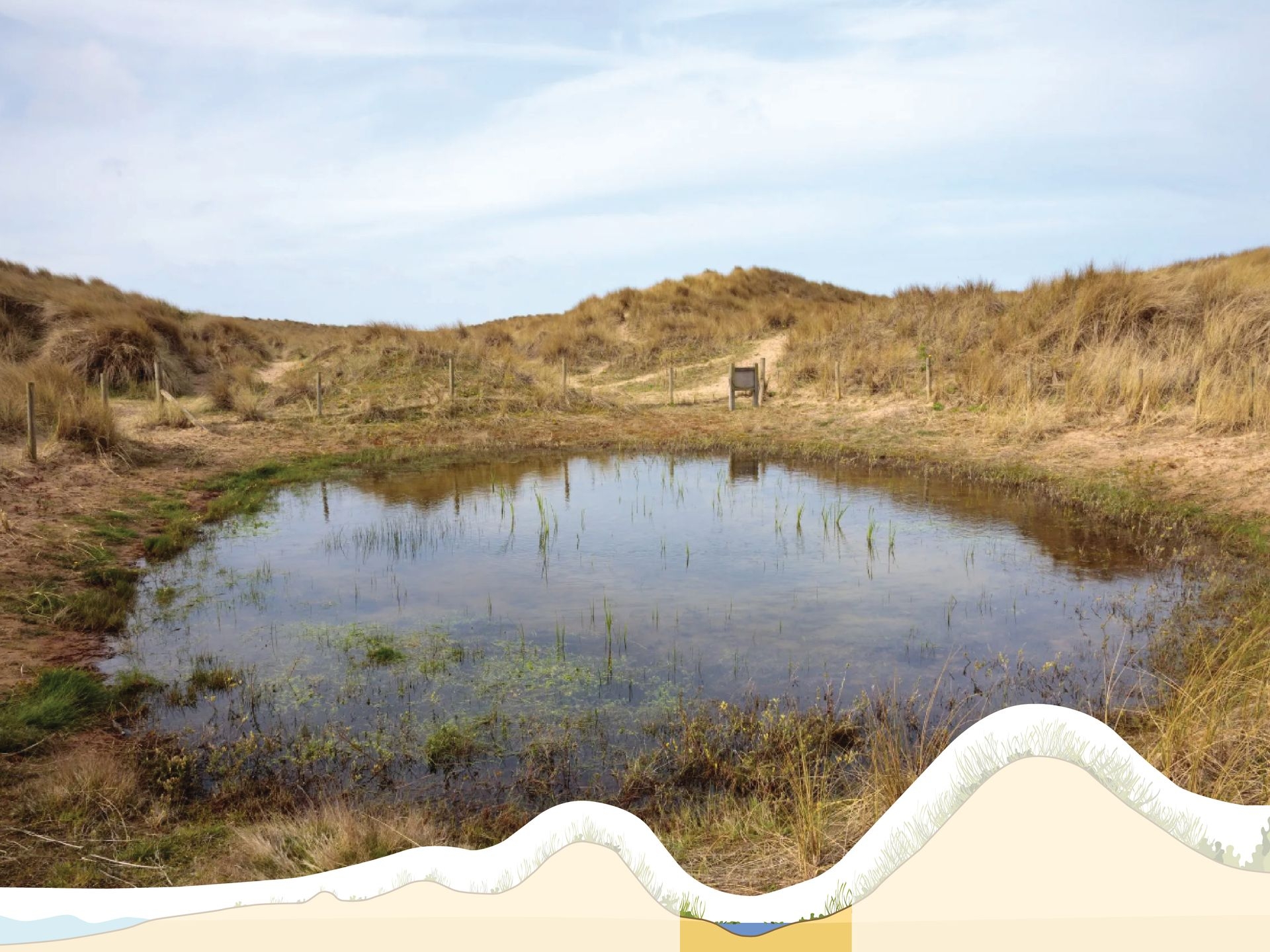 The lower wetter parts between the dunes.